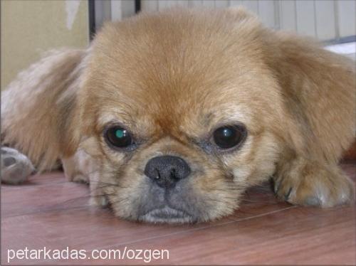 pasha Erkek Pekingese