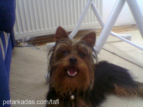 tafi Erkek Yorkshire Terrier