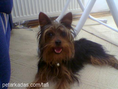 tafi Erkek Yorkshire Terrier