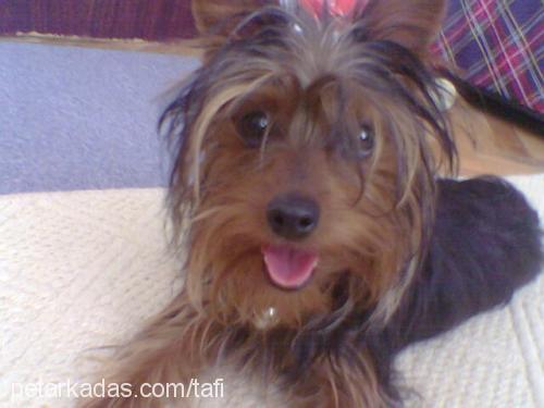 tafi Erkek Yorkshire Terrier