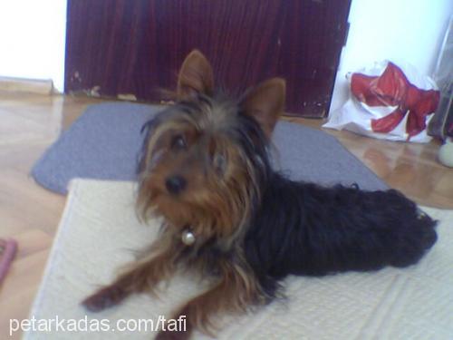 tafi Erkek Yorkshire Terrier