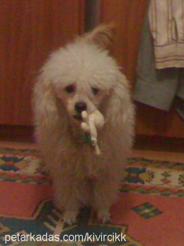 Şans Erkek Poodle (Standart Kaniş)