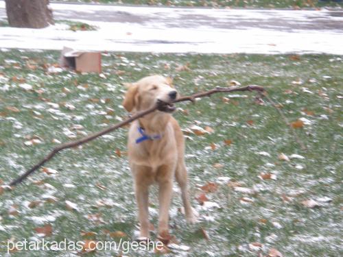 geshe Dişi Golden Retriever