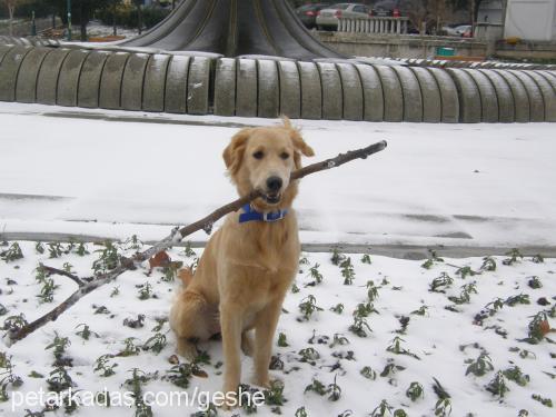 geshe Dişi Golden Retriever