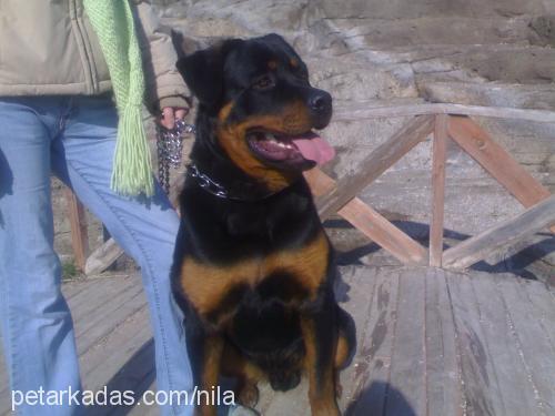 pascal Erkek Rottweiler