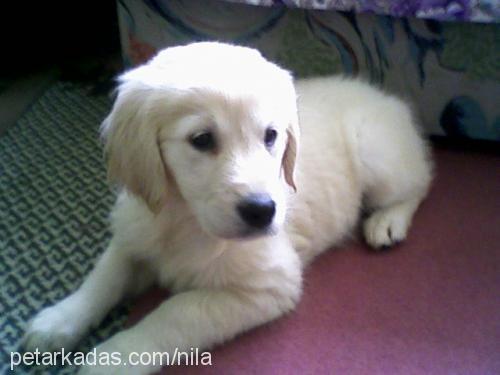 angel Dişi Golden Retriever