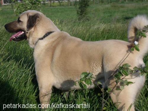 duman Erkek Kangal