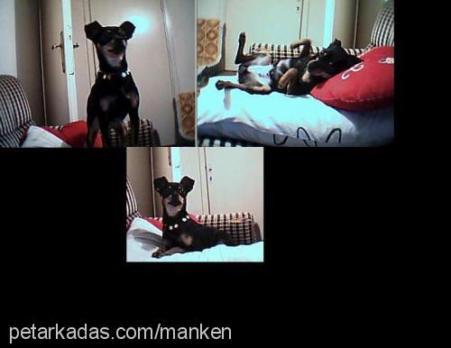 manken Dişi Minyatür Pinscher