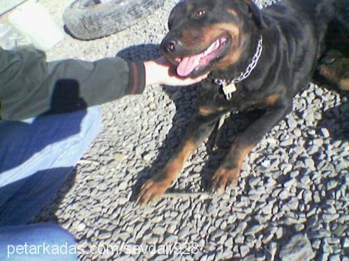 reis Erkek Rottweiler