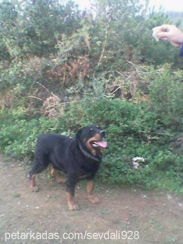 rocky Erkek Rottweiler