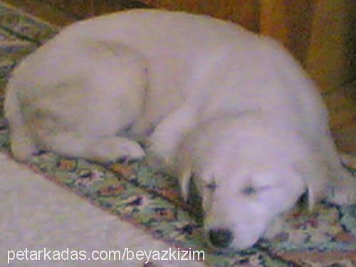 fıstıkkk Dişi Golden Retriever