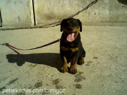 keş Erkek Rottweiler