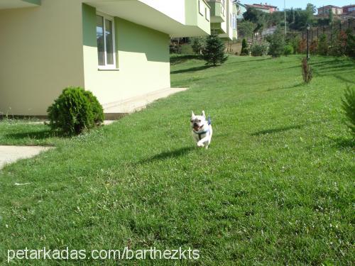 barthez Erkek Fransız Bulldog