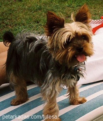 petit Erkek Yorkshire Terrier