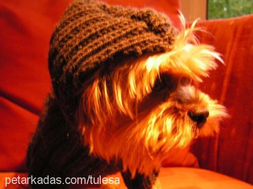 petit Erkek Yorkshire Terrier