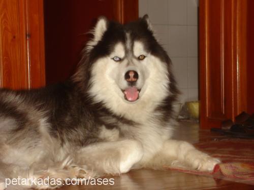 ases Erkek Alaskan Malamute