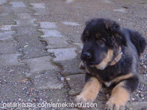 pasa Erkek Tibetli Mastiff