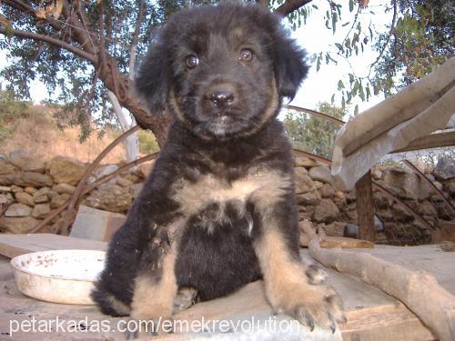 pasa Erkek Tibetli Mastiff