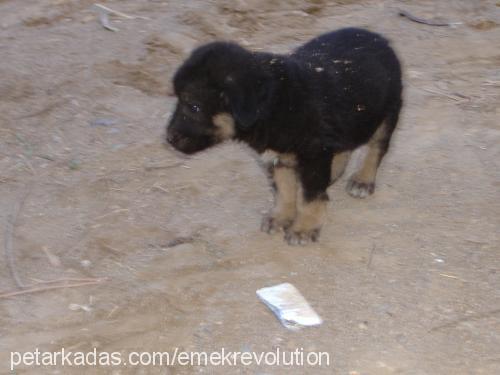 pasa Erkek Tibetli Mastiff