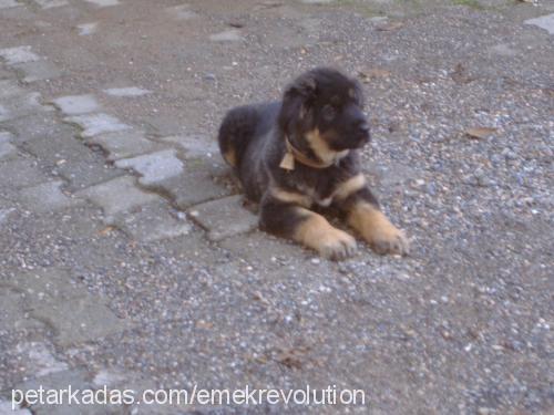 pasa Erkek Tibetli Mastiff