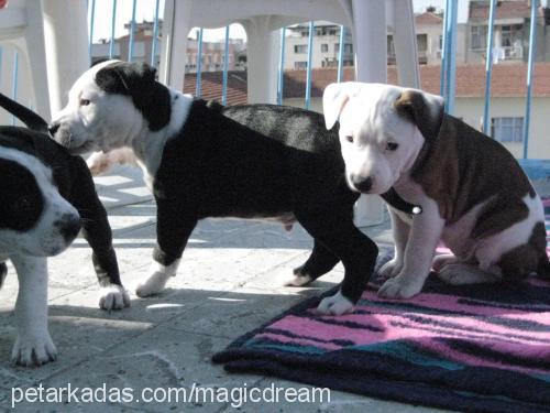 jason Erkek Amerikan Staffordshire Terrier