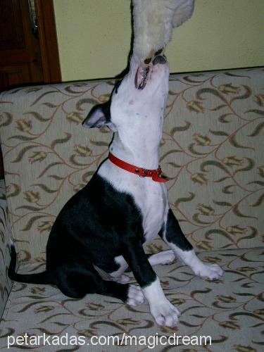 jason Erkek Amerikan Staffordshire Terrier