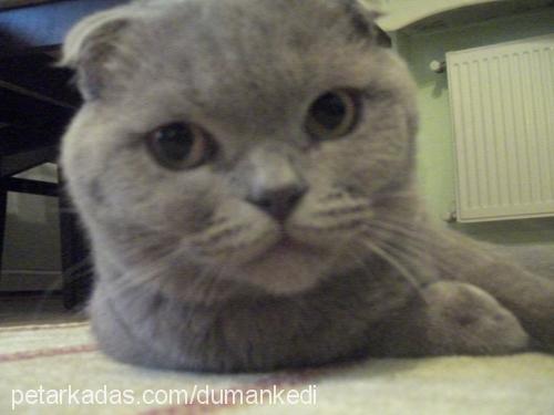 pascalduman Erkek Scottish Fold