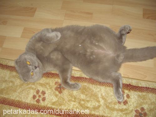 pascalduman Erkek Scottish Fold