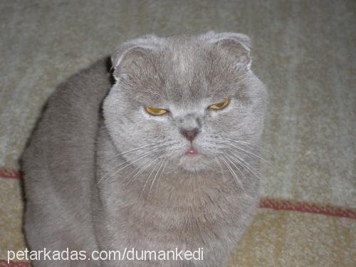 pascalduman Erkek Scottish Fold