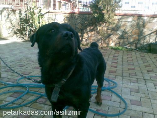 asil Erkek Rottweiler