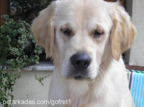 gofret Erkek Golden Retriever