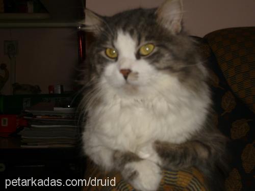 shirley Erkek Maine Coon