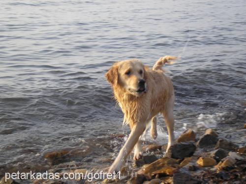 gofret Erkek Golden Retriever