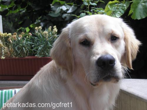 gofret Erkek Golden Retriever