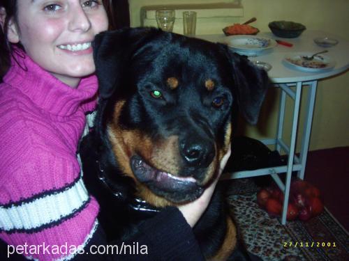 pascal Erkek Rottweiler