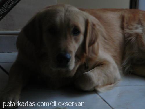 efe Erkek Golden Retriever