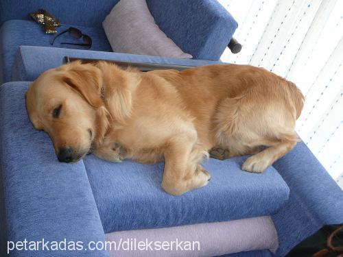 efe Erkek Golden Retriever