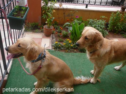 efe Erkek Golden Retriever