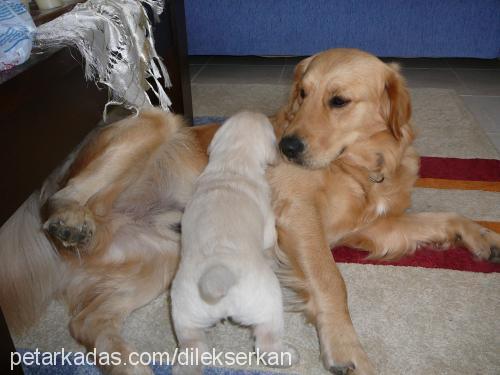 efe Erkek Golden Retriever