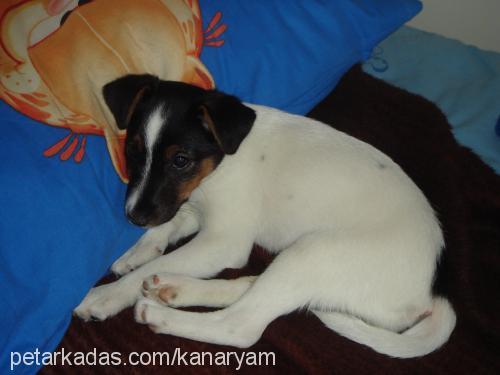 kuzu Dişi Jack Russell Terrier