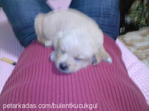 buse Dişi Golden Retriever