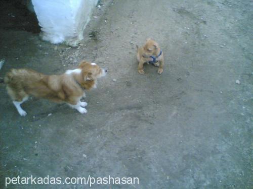 pasha Erkek Amerikan Pitbull Terrier