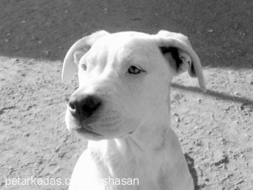 sultan Dişi Amerikan Staffordshire Terrier