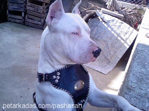 sultan Dişi Amerikan Staffordshire Terrier