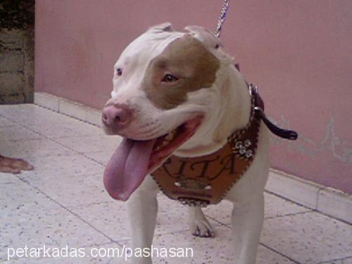 sultan Dişi Amerikan Staffordshire Terrier