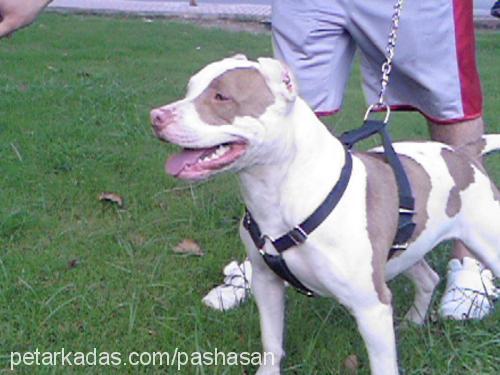 sultan Dişi Amerikan Staffordshire Terrier