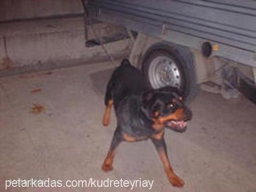 rick Erkek Rottweiler