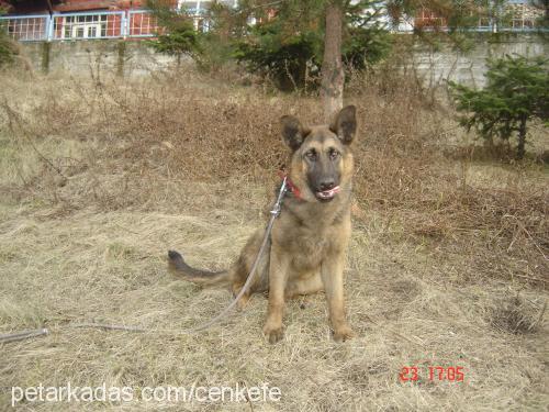 schila Dişi Alman Çoban Köpeği