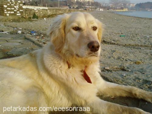 biber Dişi Golden Retriever