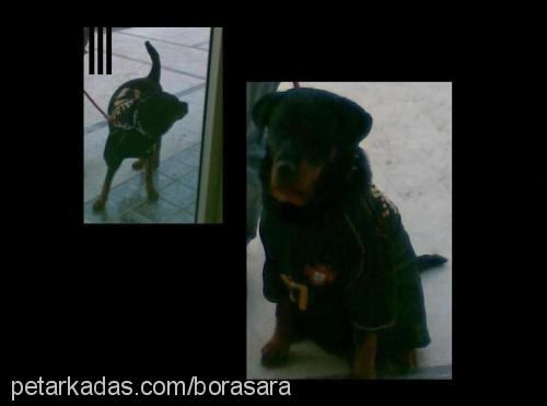 tequila Dişi Rottweiler